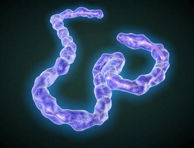 埃博拉病毒引恐慌 福州加强集装箱检疫